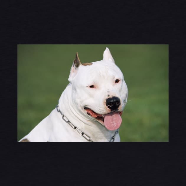 American Staffordshire Bull Terrier. by ScienceSource